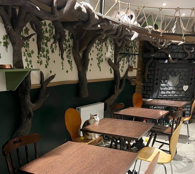 Lady Dinah’s Cat Emporium in London was saved from closure by an angel investor at the last minute, ensuring the beloved cat café will return stronger under new leadership.