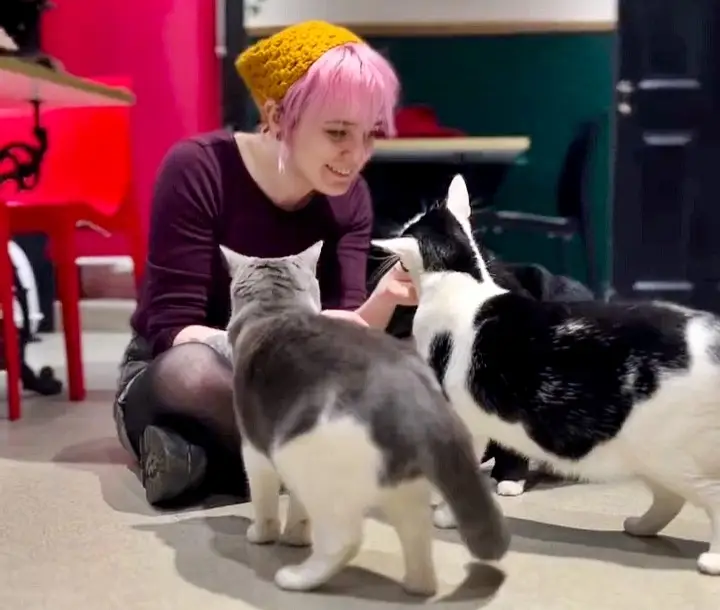 Lady Dinah’s Cat Emporium in London was saved from closure by an angel investor at the last minute, ensuring the beloved cat café will return stronger under new leadership.