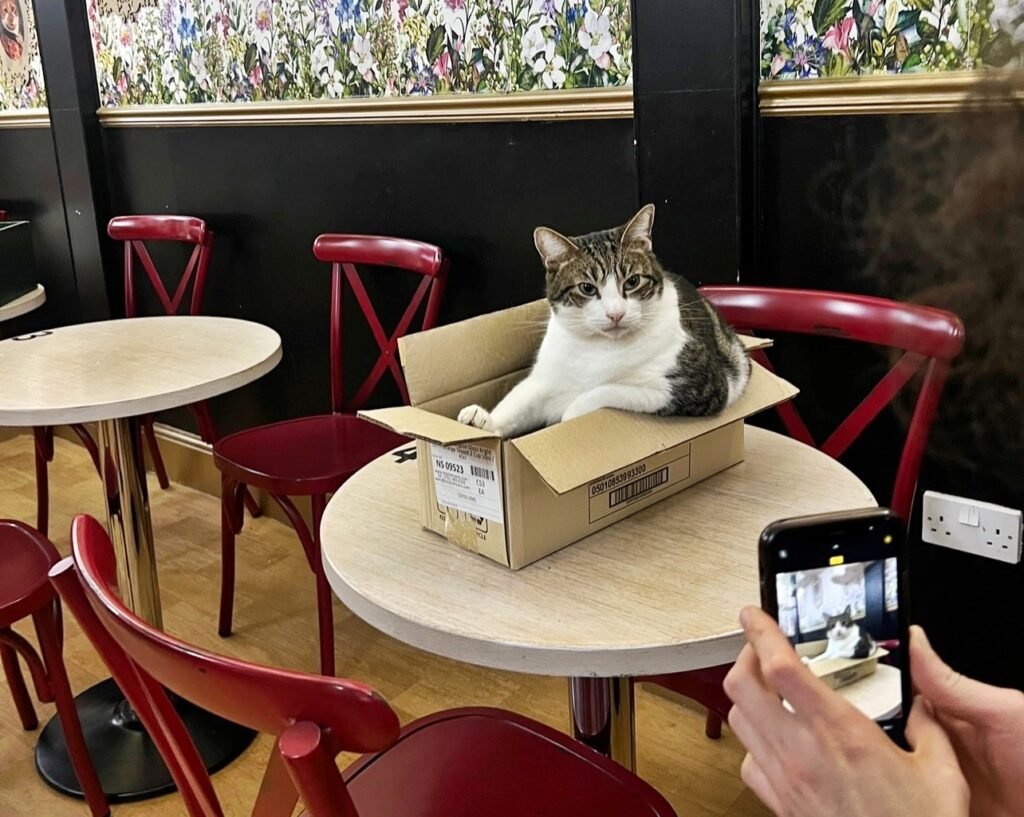 Lady Dinah’s Cat Emporium in London was saved from closure by an angel investor at the last minute, ensuring the beloved cat café will return stronger under new leadership.