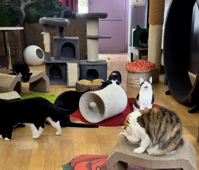 Lady Dinah’s Cat Emporium in London was saved from closure by an angel investor at the last minute, ensuring the beloved cat café will return stronger under new leadership.