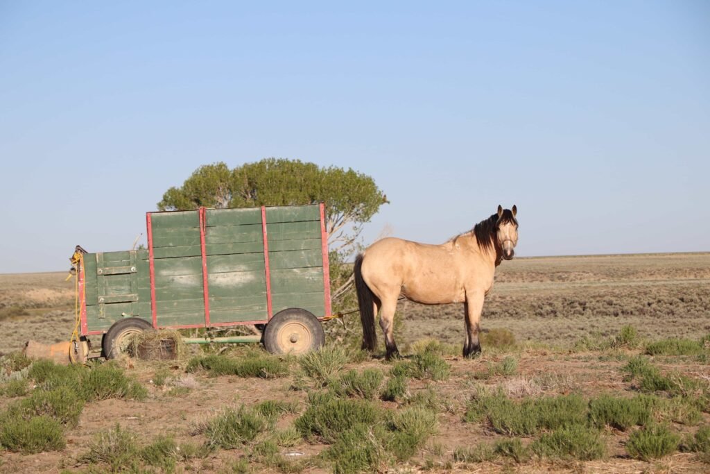 Vast Midland Ranch in Wyoming spans 1.15 million acres, over three times the size of London, listed for \$22m with rivers, wildlife and 120 years of family history.